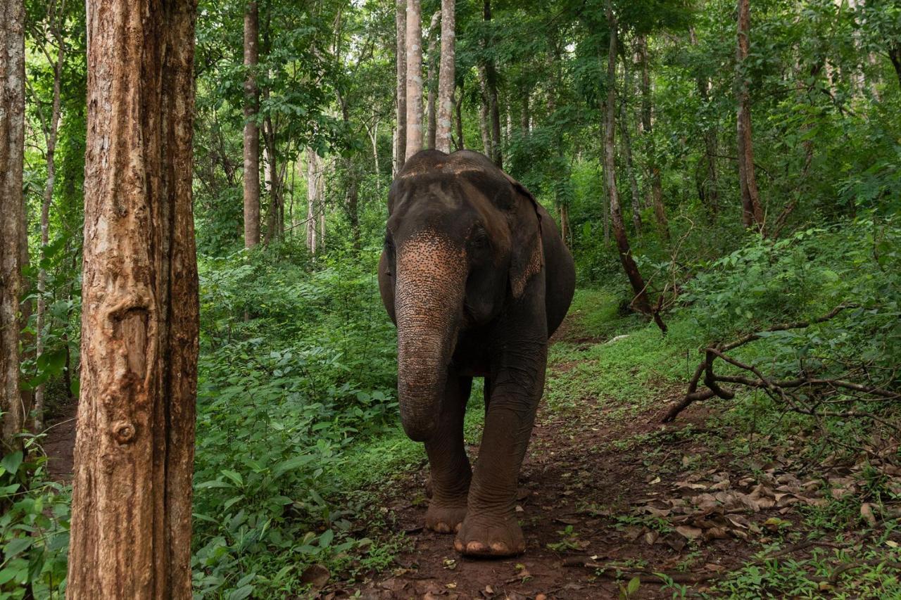 Chiang Mai Elephant Friends Buitenkant foto